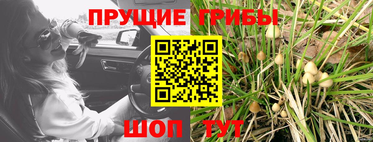 Псилоцибиновые грибы прущие грибы  Вход с VPN  Алапаевск  Галлюциногенные грибы Psilocybe 